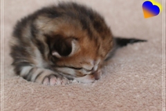 Michael-York-Sibirischer-Kater-in-black-golden-classic-tabby-11-Tage-alt.-www.sibirische-katzen-hamburg.de_