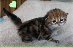Michael-York-Sibirischer-Kater-in-black-golden-classic-tabby-3-Wochen-alt.-www.sibirische-katzen-hamburg.de-I