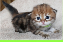 Michael-York-Sibirischer-Kater-in-black-golden-classic-tabby-3-Wochen-alt.-www.sibirische-katzen-hamburg.de-II