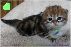 Michael-York-Sibirischer-Kater-in-black-golden-classic-tabby-3-Wochen-alt.-www.sibirische-katzen-hamburg.de-III