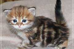 Michael-York-Sibirischer-Kater-in-black-golden-classic-tabby-4-Wochen-alt.-www.sibirische-katzen-hamburg.de-I
