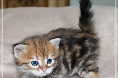 Michael-York-Sibirischer-Kater-in-black-golden-classic-tabby-4-Wochen-alt.-www.sibirische-katzen-hamburg.de-III