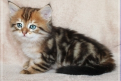 Michael-York-Sibirischer-Kater-in-black-golden-classic-tabby-65-Wochen-alt.-www.sibirische-katzen-hamburg.de-I