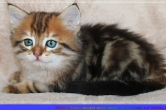 Michael-York-Sibirischer-Kater-in-black-golden-classic-tabby-65-Wochen-alt.-www.sibirische-katzen-hamburg.de-II