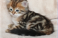 Michael-York-Sibirischer-Kater-in-black-golden-classic-tabby-65-Wochen-alt.-www.sibirische-katzen-hamburg.de_