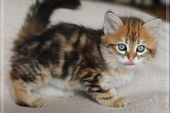 Michael-York-Sibirischer-Kater-in-black-golden-classic-tabby-8-Wochen-alt.-www.sibirische-katzen-hamburg.de-I