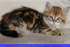 Michael-York-Sibirischer-Kater-in-black-golden-classic-tabby-8-Wochen-alt.-www.sibirische-katzen-hamburg.de-II