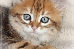 Michael-York-Sibirischer-Kater-in-black-golden-classic-tabby-8-Wochen-alt.-www.sibirische-katzen-hamburg.de-III