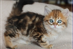 Michael-York-Sibirischer-Kater-in-black-golden-classic-tabby-8-Wochen-alt.-www.sibirische-katzen-hamburg.de_