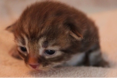 Mick-Jagger-Liebeshof-chocolat-golden-classic-tabby-14-Tage-alt.-www.sibirische-katzen-hamburg-I