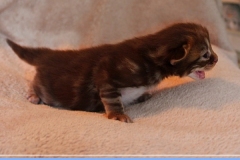 Mick-Jagger-Liebeshof-chocolat-golden-classic-tabby-14-Tage-alt.-www.sibirische-katzen-hamburg-II