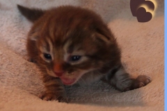 Mick-Jagger-Liebeshof-chocolat-golden-classic-tabby-14-Tage-alt.-www.sibirische-katzen-hamburg-III