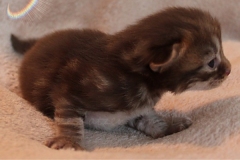 Mick-Jagger-Liebeshof-chocolat-golden-classic-tabby-14-Tage-alt.-www.sibirische-katzen-hamburg-IV