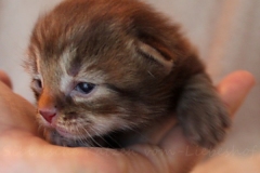 Mick-Jagger-Liebeshof-chocolat-golden-classic-tabby-14-Tage-alt.-www.sibirische-katzen-hamburg-V