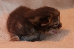 Mick-Jagger-Liebeshof-chocolat-golden-classic-tabby-14-Tage-alt.-www.sibirische-katzen-hamburg