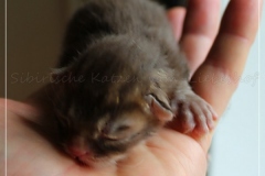 Mick-Jagger-Liebeshof-chocolat-golden-classic-tabby-2-Tage-alt-4