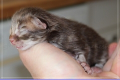 Mick-Jagger-Liebeshof-chocolat-golden-classic-tabby-3-Tage-alt.-www.sibirische-katzen-hamburg-2