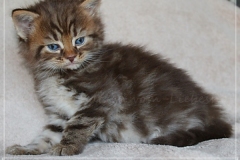 Mick-Jagger-Liebeshof-chocolat-golden-classic-tabby-5-Wochen-alt.-www.sibirische-katzen-hamburg-I