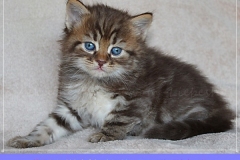 Mick-Jagger-Liebeshof-chocolat-golden-classic-tabby-5-Wochen-alt.-www.sibirische-katzen-hamburg-II