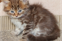 Mick-Jagger-Liebeshof-chocolat-golden-classic-tabby-6-Wochen-alt.-www.sibirische-katzen-hamburg-I