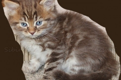 Mick-Jagger-Liebeshof-chocolat-golden-classic-tabby-6-Wochen-alt.-www.sibirische-katzen-hamburg-II