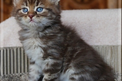 Mick-Jagger-Liebeshof-chocolat-golden-classic-tabby-6-Wochen-alt.-www.sibirische-katzen-hamburg-III