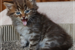 Mick-Jagger-Liebeshof-chocolat-golden-classic-tabby-6-Wochen-alt.-www.sibirische-katzen-hamburg-IV