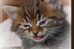 Mick-Jagger-Liebeshof-chocolat-golden-classic-tabby-6-Wochen-alt.-www.sibirische-katzen-hamburg-V