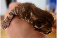 Mick-Jagger-Liebeshof-chocolat-golden-classic-tabby-7-Tage-alt.-www.sibirische-katzen-hamburg