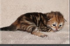 Mirny-Kot-Liebeshof-black-golden-classic-torbie-14-Tage-alt.-www.sibirische-katzen-hamburg.de-I
