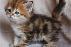 Mirny-Kot-Liebeshof-black-golden-classic-torbie-53-Wochen-alt.-sibirische-katze