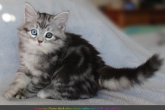 Morgentau-Findus-Liebeshof-black-silver-classic-tabby-white-8-Wochen-alt-Male-odd-Eyes-www.sibirische-katzen-hamburg.de-I