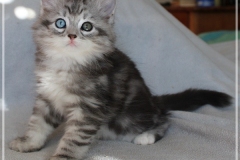 Morgentau-Findus-Liebeshof-black-silver-classic-tabby-white-8-Wochen-alt-Male-odd-Eyes-www.sibirische-katzen-hamburg.de-II