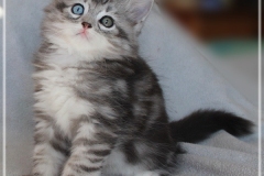 Morgentau-Findus-Liebeshof-black-silver-classic-tabby-white-8-Wochen-alt-Male-odd-Eyes-www.sibirische-katzen-hamburg.de-III