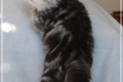 Morgentau-Findus-Liebeshof-black-silver-classic-tabby-white-8-Wochen-alt-Male-odd-Eyes-www.sibirische-katzen-hamburg.de_