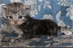 Morgentau-Liebeshof-black-silver-classic-tabby-white-3-Wochen-alt.-www.sibirische-katzen-hamburg.de-I