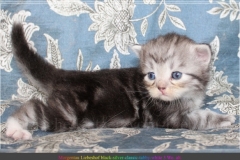 Morgentau-Liebeshof-black-silver-classic-tabby-white-3-Wochen-alt.-www.sibirische-katzen-hamburg.de-II