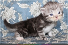Morgentau-Liebeshof-black-silver-classic-tabby-white-3-Wochen-alt.-www.sibirische-katzen-hamburg.de-III