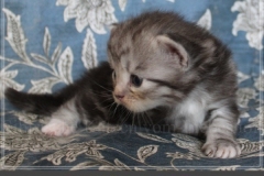Morgentau-Liebeshof-black-silver-classic-tabby-white-3-Wochen-alt.-www.sibirische-katzen-hamburg.de_