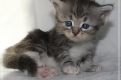 Morgentau-Liebeshof-black-silver-classic-tabby-white-4-Wochen-alt-female-DBE-Altai.-www.sibirische-katzen-hamburg.de-I