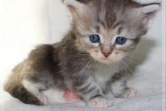 Morgentau-Liebeshof-black-silver-classic-tabby-white-4-Wochen-alt-female-DBE-Altai.-www.sibirische-katzen-hamburg.de-II
