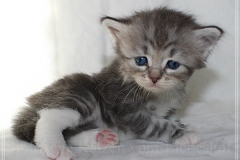 Morgentau-Liebeshof-black-silver-classic-tabby-white-4-Wochen-alt-female-DBE-Altai.-www.sibirische-katzen-hamburg.de-III
