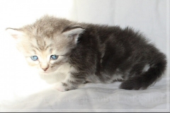 Morgentau-Liebeshof-black-silver-classic-tabby-white-4-Wochen-alt-female-DBE-Altai.-www.sibirische-katzen-hamburg.de_