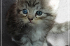 Morgentau-Liebeshof-black-silver-classic-tabby-white-5-Wochen-alt-female-DBE-Altai.-www.sibirische-katzen-hamburg.de-II