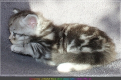Morgentau-Liebeshof-black-silver-classic-tabby-white-5-Wochen-alt-female-DBE-Altai.-www.sibirische-katzen-hamburg.de-III