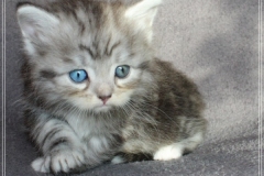 Morgentau-Liebeshof-black-silver-classic-tabby-white-5-Wochen-alt-female-DBE-Altai.-www.sibirische-katzen-hamburg.de-IV