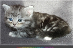 Morgentau-Liebeshof-black-silver-classic-tabby-white-5-Wochen-alt-female-DBE-Altai.-www.sibirische-katzen-hamburg.de_