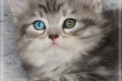 Morgentau-Liebeshof-black-silver-classic-tabby-white-7-Wochen-alt.-www.sibirische-katzen-hamburg.de-I