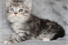 Morgentau-Liebeshof-black-silver-classic-tabby-white-7-Wochen-alt.-www.sibirische-katzen-hamburg.de-II