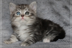 Morgentau-Liebeshof-black-silver-classic-tabby-white-7-Wochen-alt.-www.sibirische-katzen-hamburg.de-III